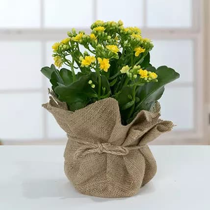 گلدان کالانکوئه بهاری رنگ زرد (ارسال به دبی و امارات)