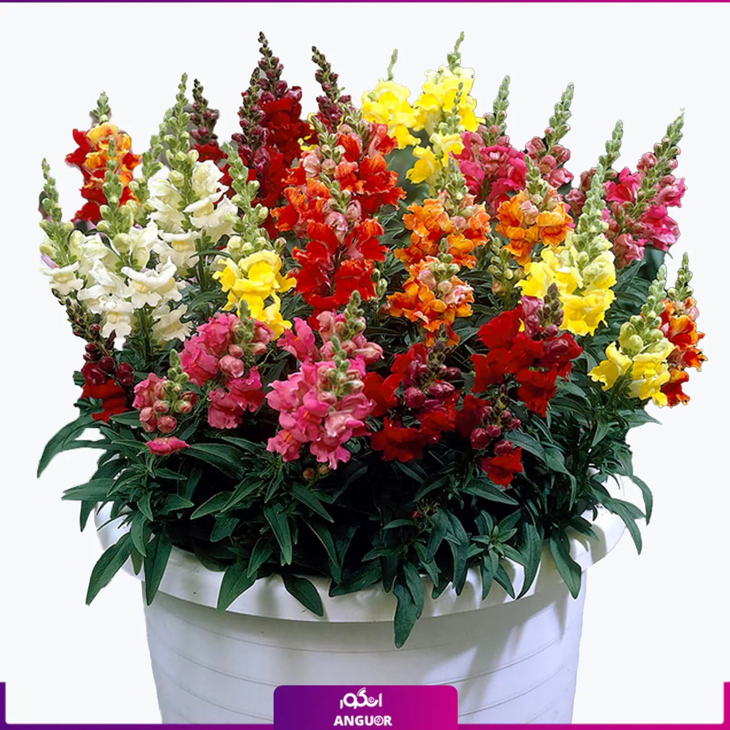 گلدان بزرگ گل میمونی 40 عددی