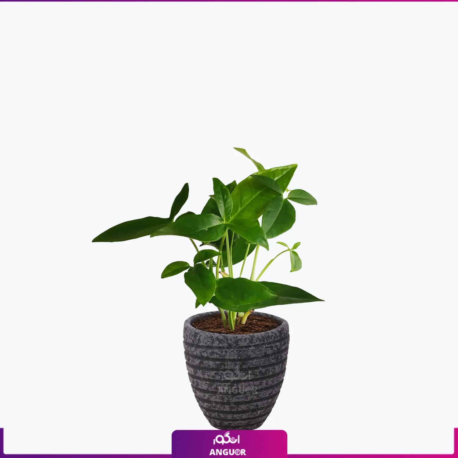 گیاه سینگونیوم سبز