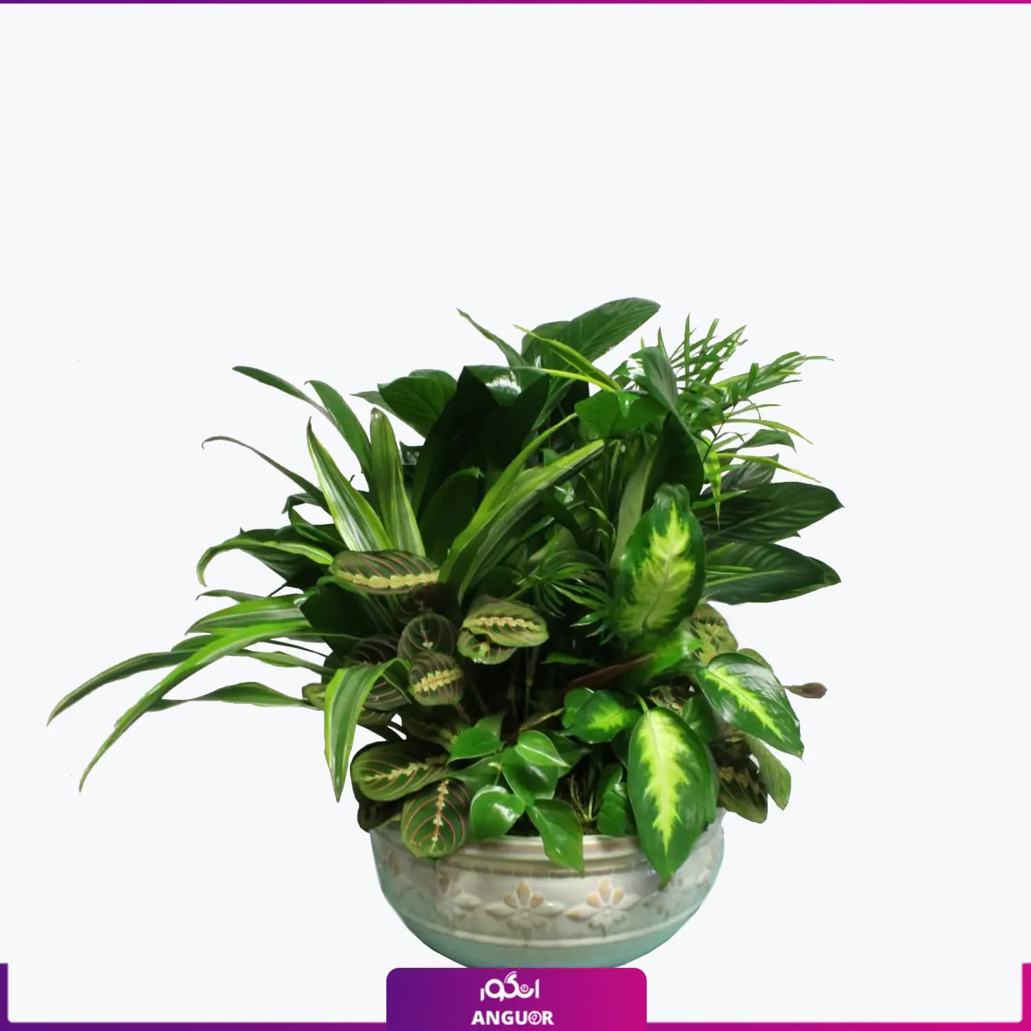 باغ گلدانی گیاهان متنوع