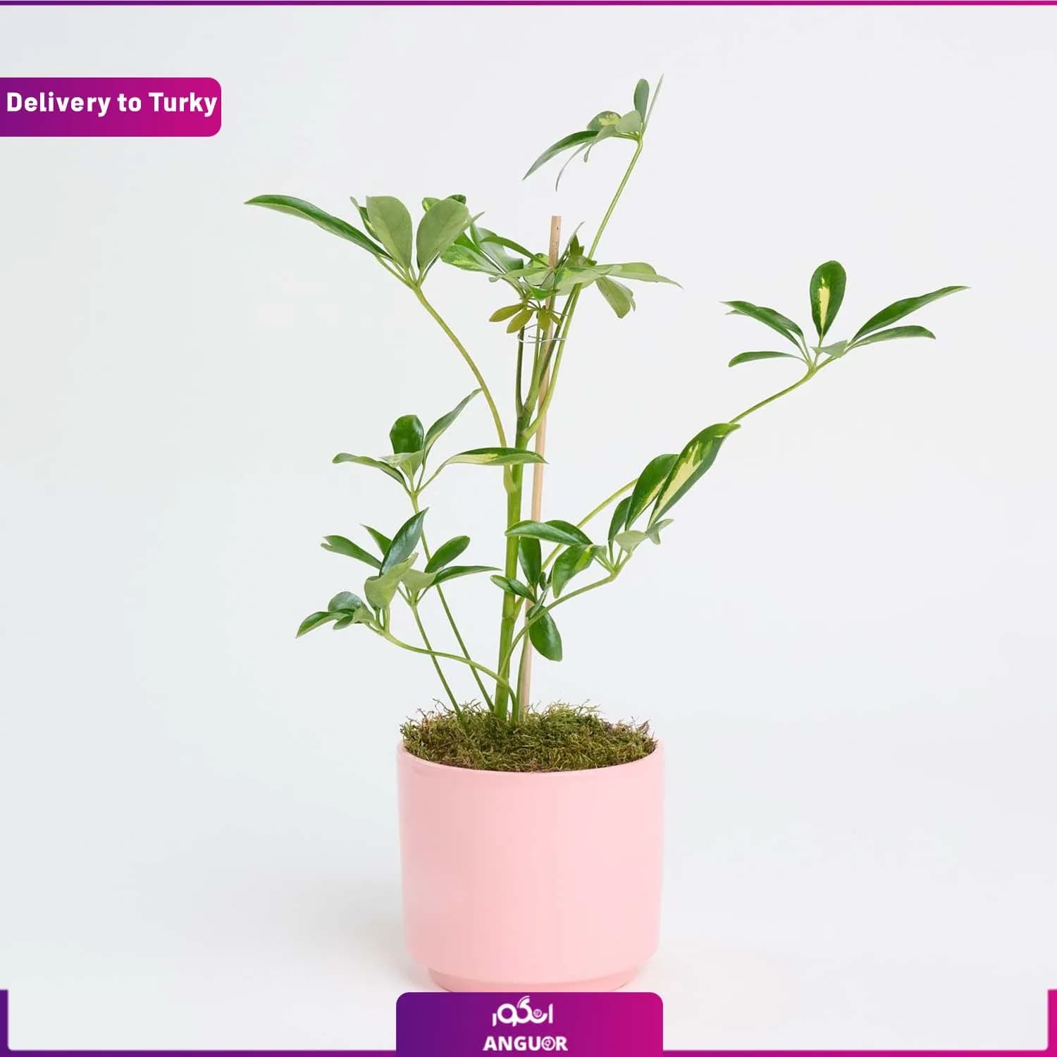 گل آپارتمانی شفلرا (ارسال گل به ترکیه)