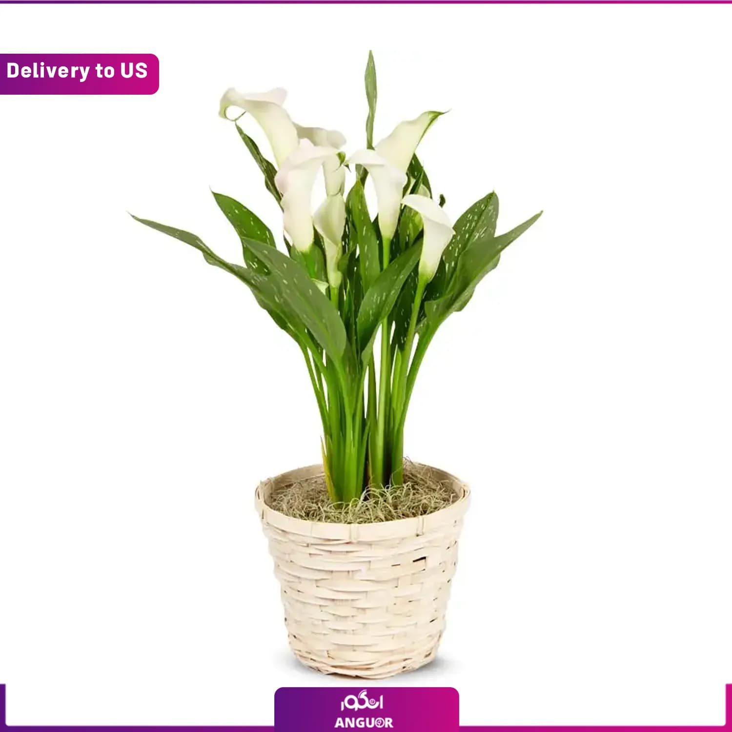 (Delivery to USA) Lily Potted Plant