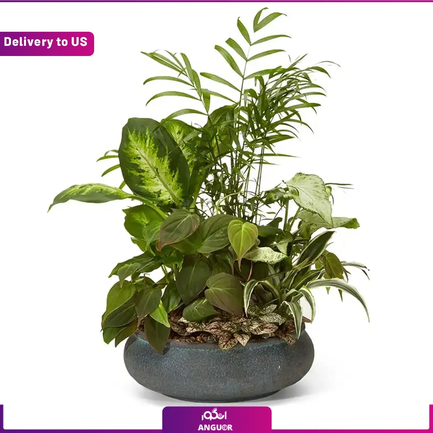 (Delivery to USA) Premium Dish Garden