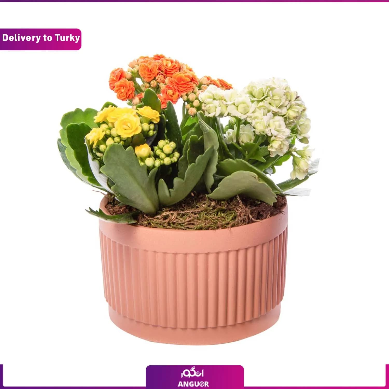 گل کالانکوئه 3 رنگ (ارسال گل به ترکیه)