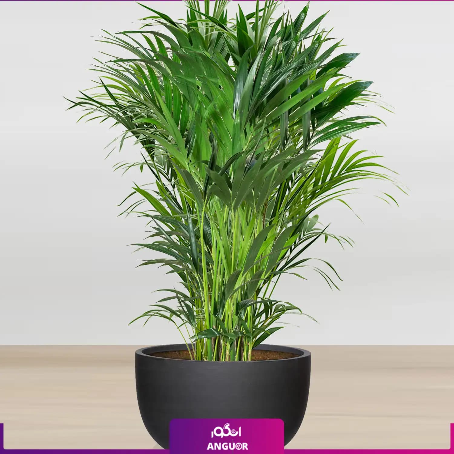 نخل کنتیا سایز غول پیکر با گلدان فایبر گلاس (special plant)