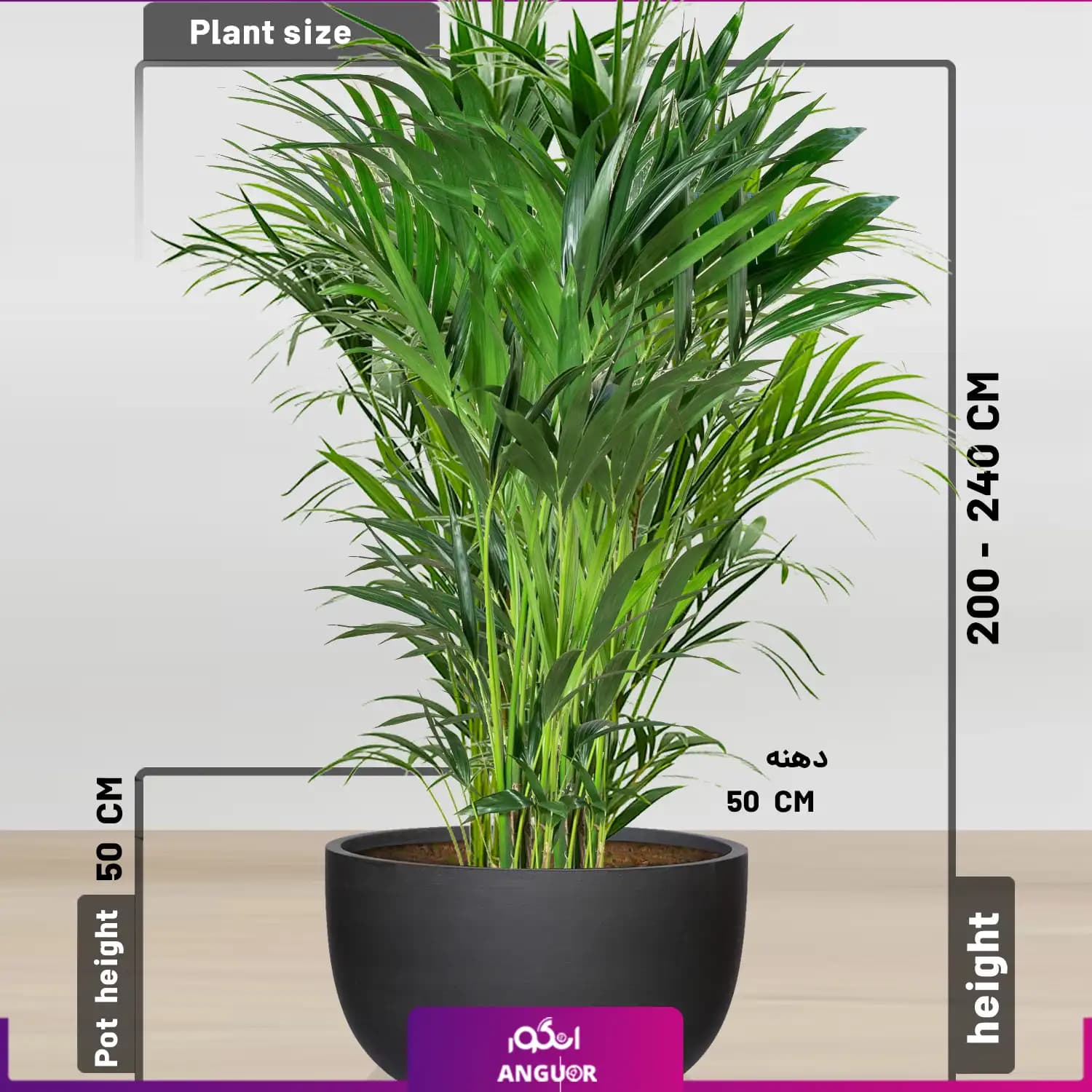 نخل کنتیا سایز غول پیکر با گلدان فایبر گلاس (special plant) — تصویر ۲