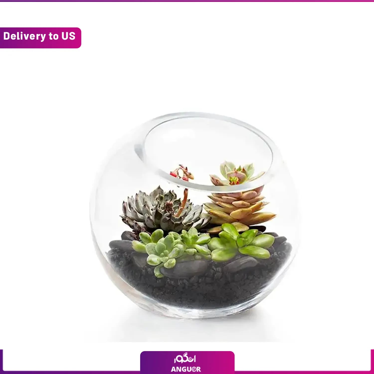 (Delivery to USA) Succulent Terrarium