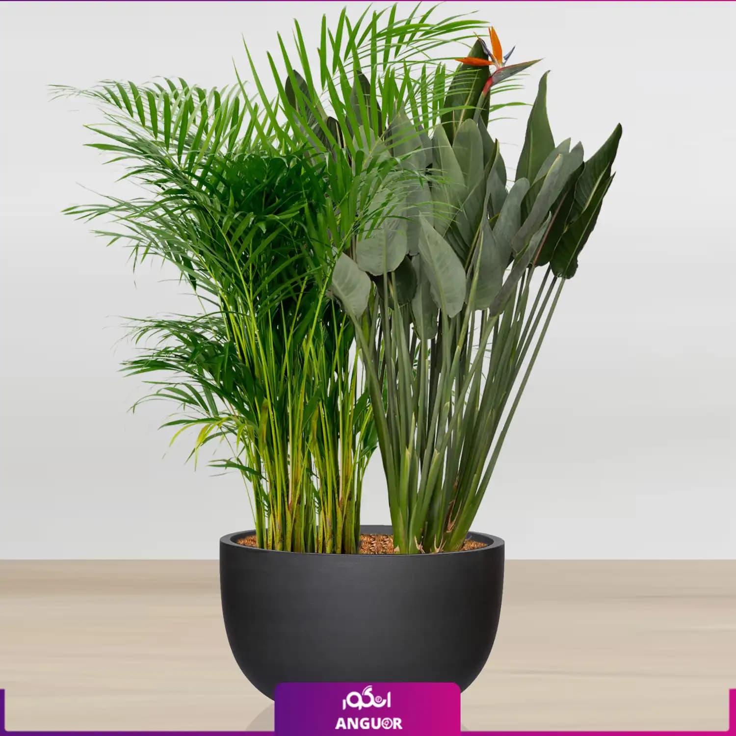 نخل اریکا و استرلیتزیا سایز غول پیکر با گلدان فایبر گلاس (special plant)