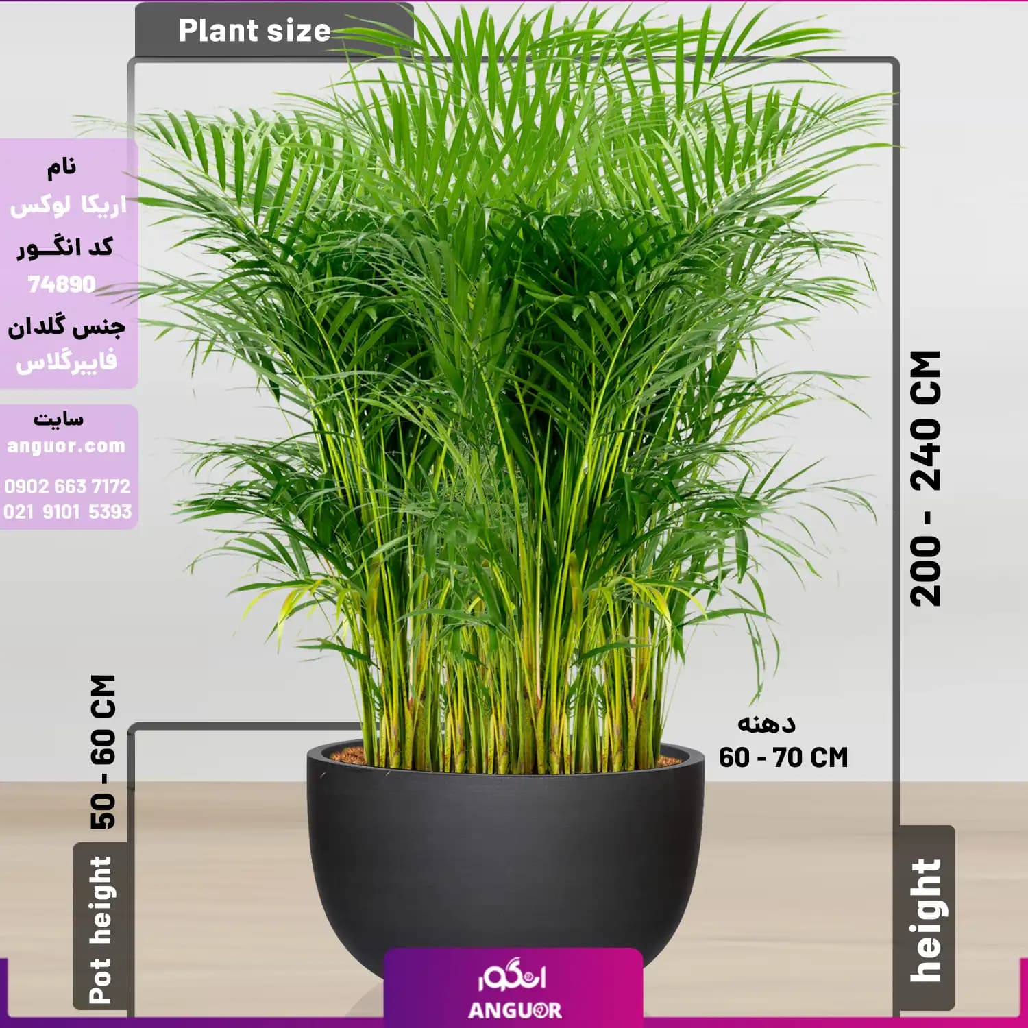 نخل اریکا سایز غول پیکر با گلدان فایبر گلاس (special plant) — تصویر ۲