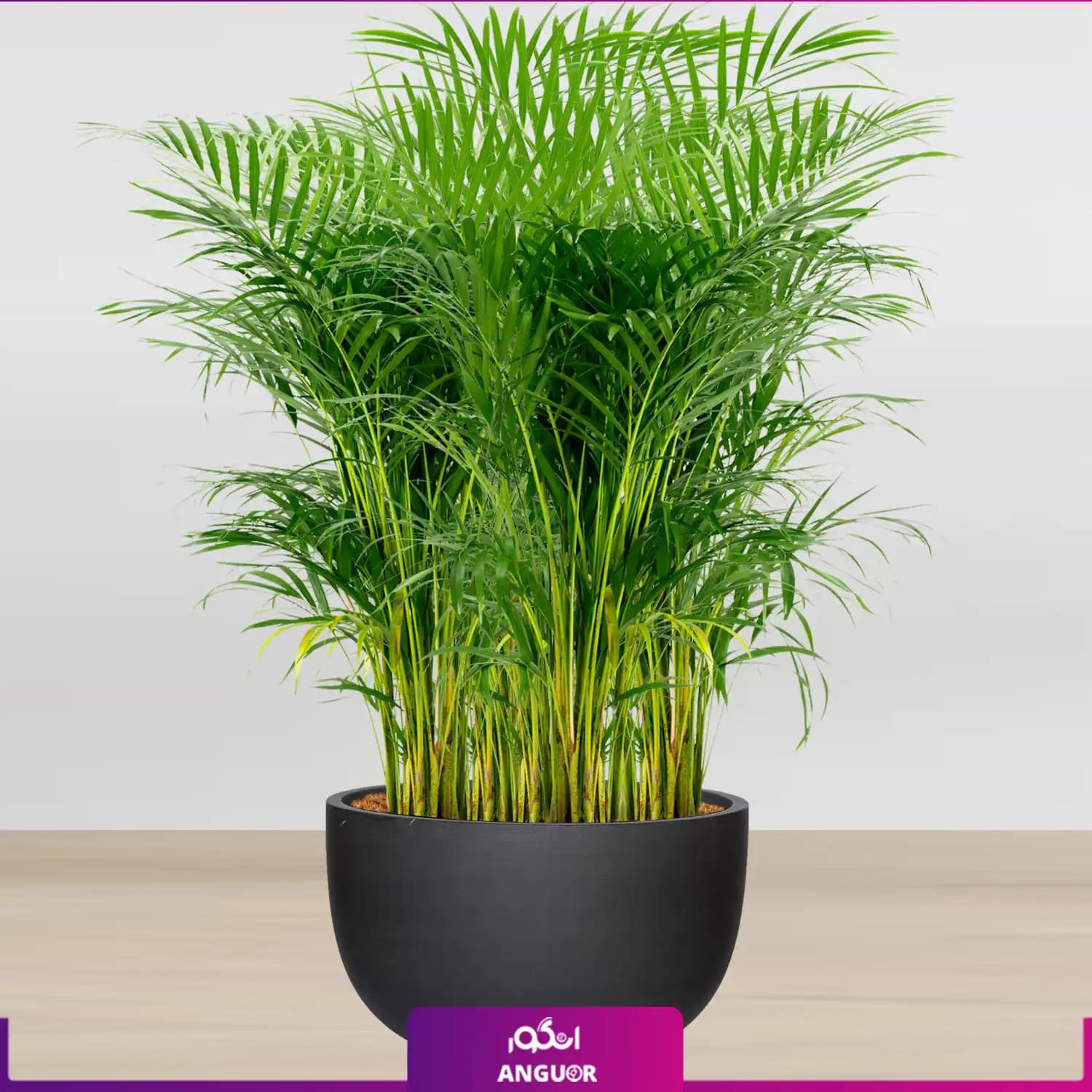 نخل اریکا سایز غول پیکر با گلدان فایبر گلاس (special plant)