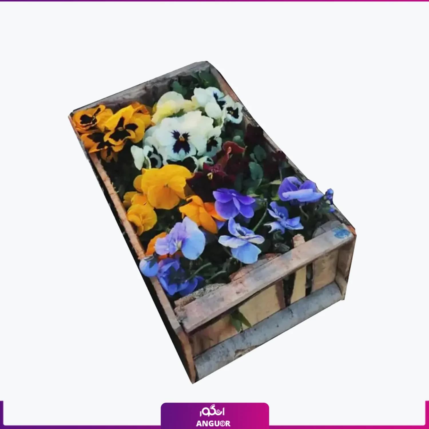 گل بنفشه جعبه ای