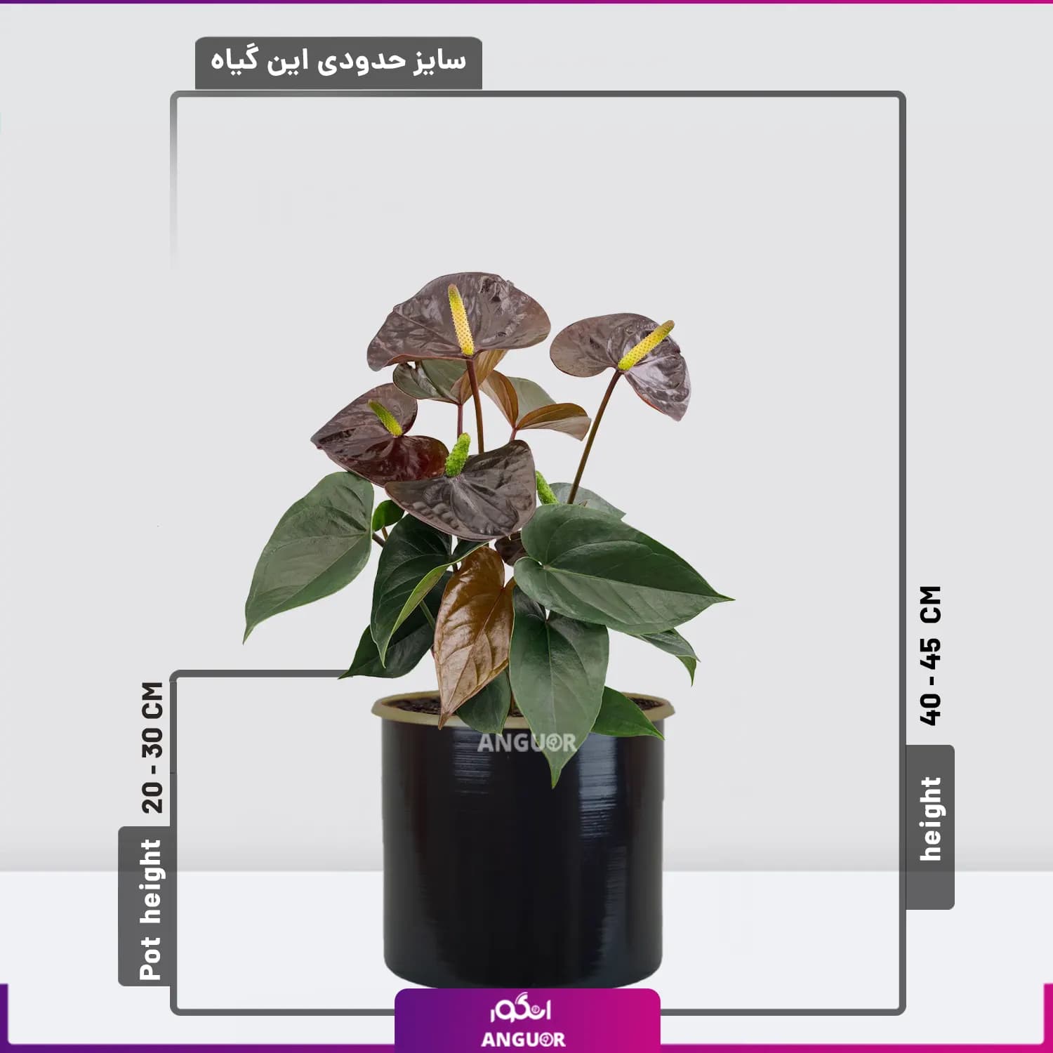 گیاه آپارتمانی آنتوریوم مشکی (بلک) — تصویر ۲