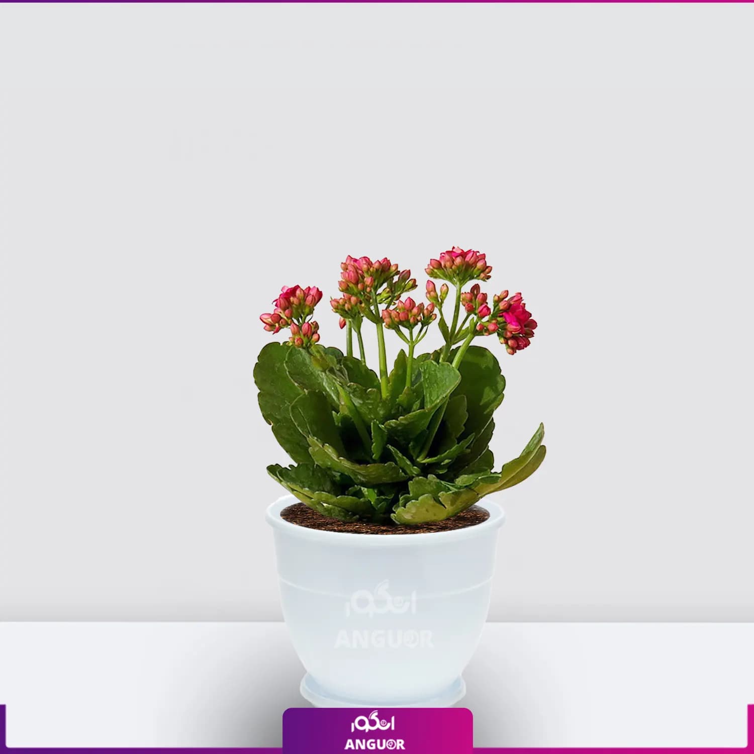 گیاه گلدانی کالانکوئه قرمز — تصویر ۵