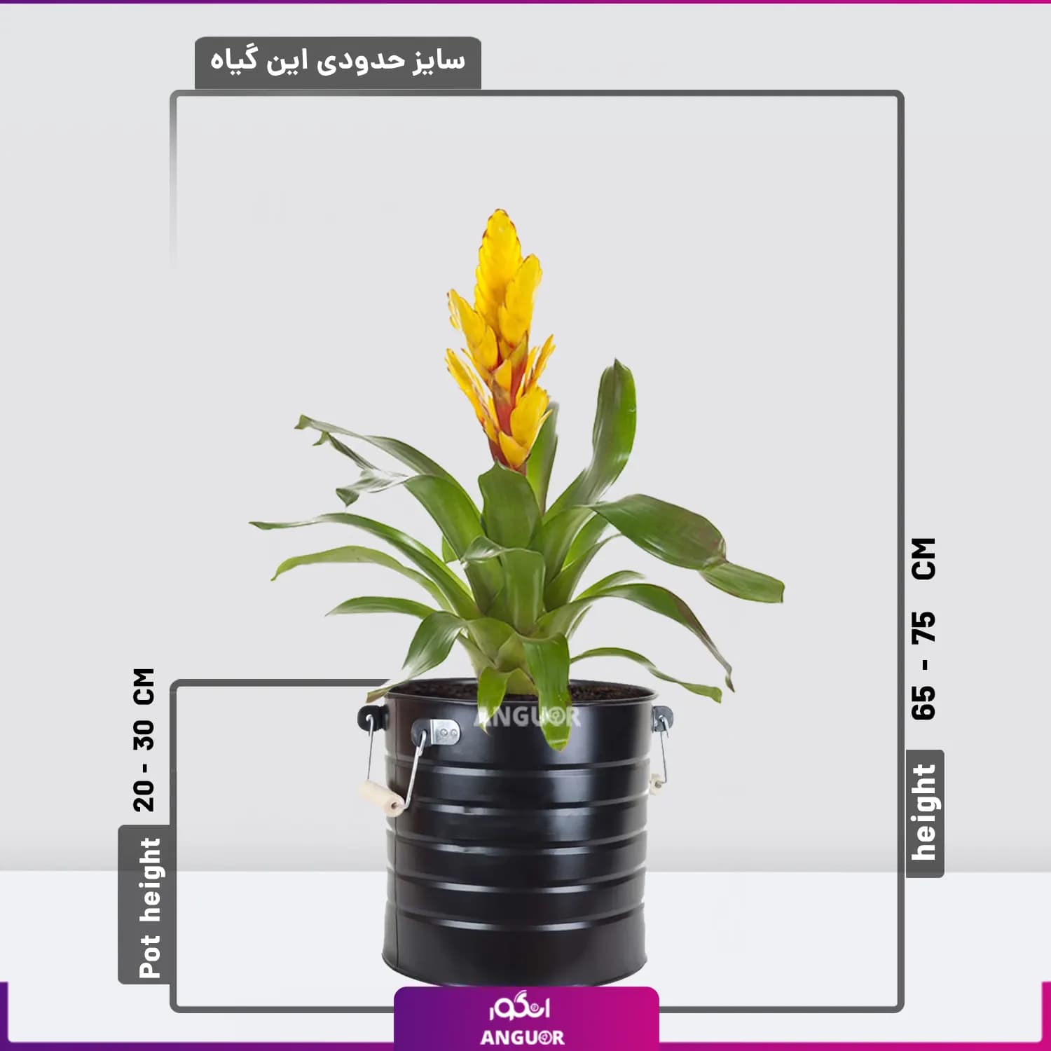 گلدان زیبای ورزیا زرد رنگ — تصویر ۲