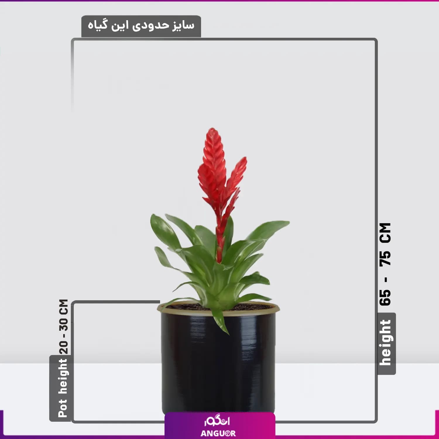 گلدان زیبای ورزیای قرمز — تصویر ۲