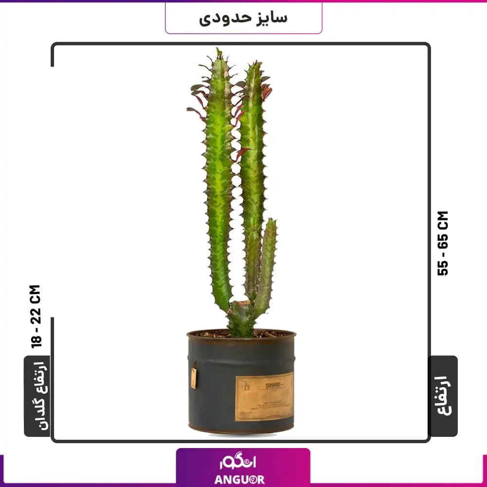 گلدان کاکتوس افوربیای قرمز سایز کوچک — تصویر ۲
