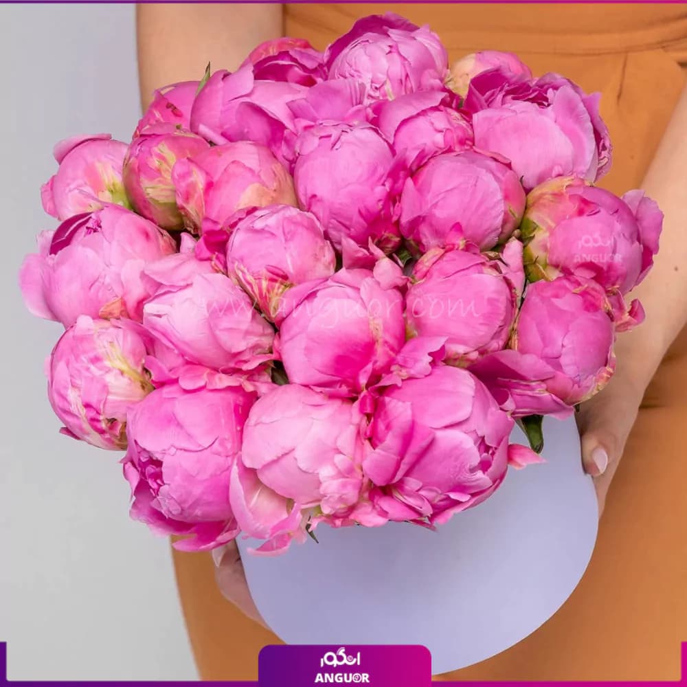 باکس گل پیونی دلنواز