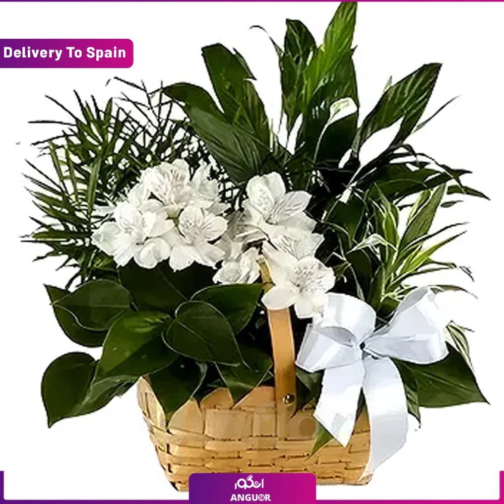 سبد گل طراوت کریسمس (تحویل در اسپانیا)