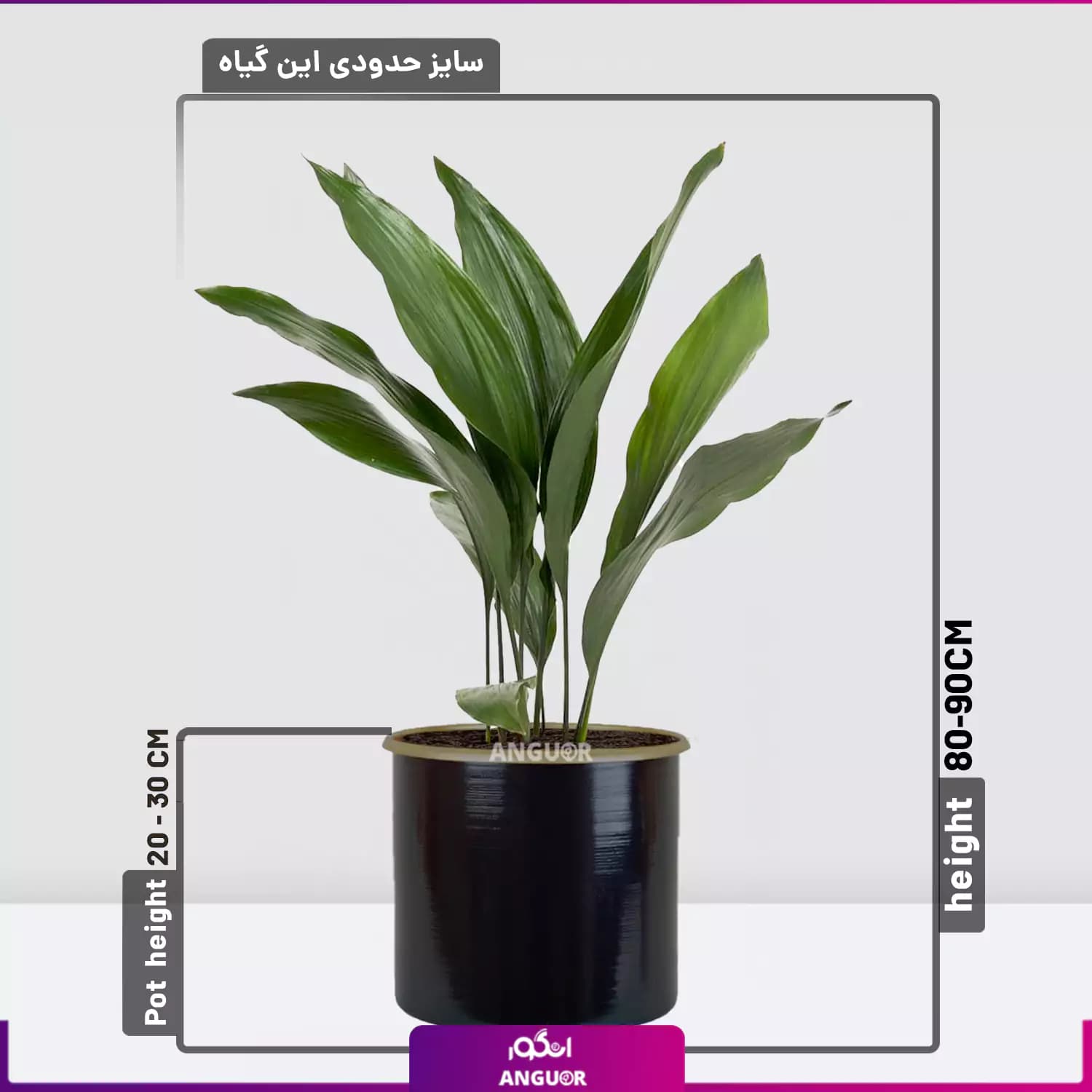 گیاه آپارتمانی برگ عبایی — تصویر ۲