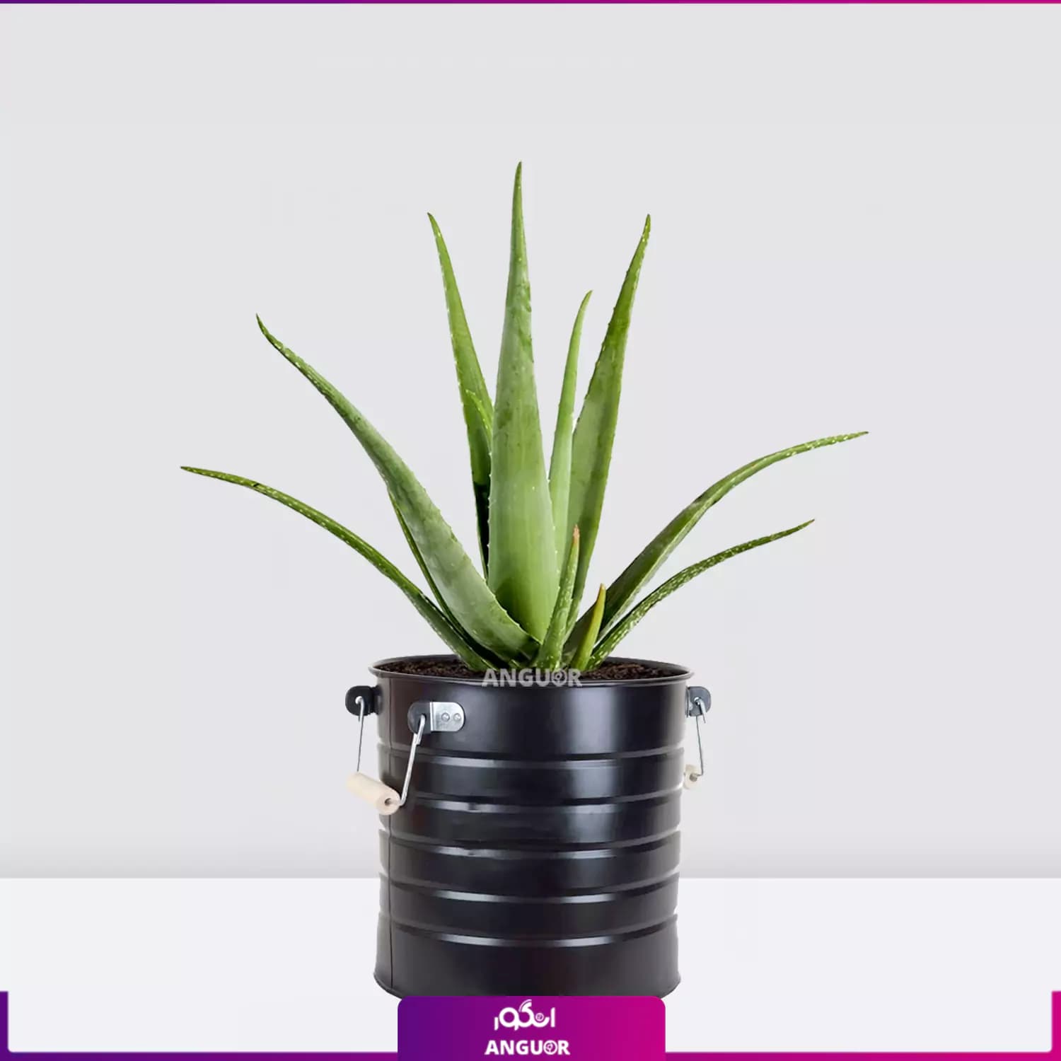گیاه گلدانی آلوئه ورا Aloe vera — تصویر ۳
