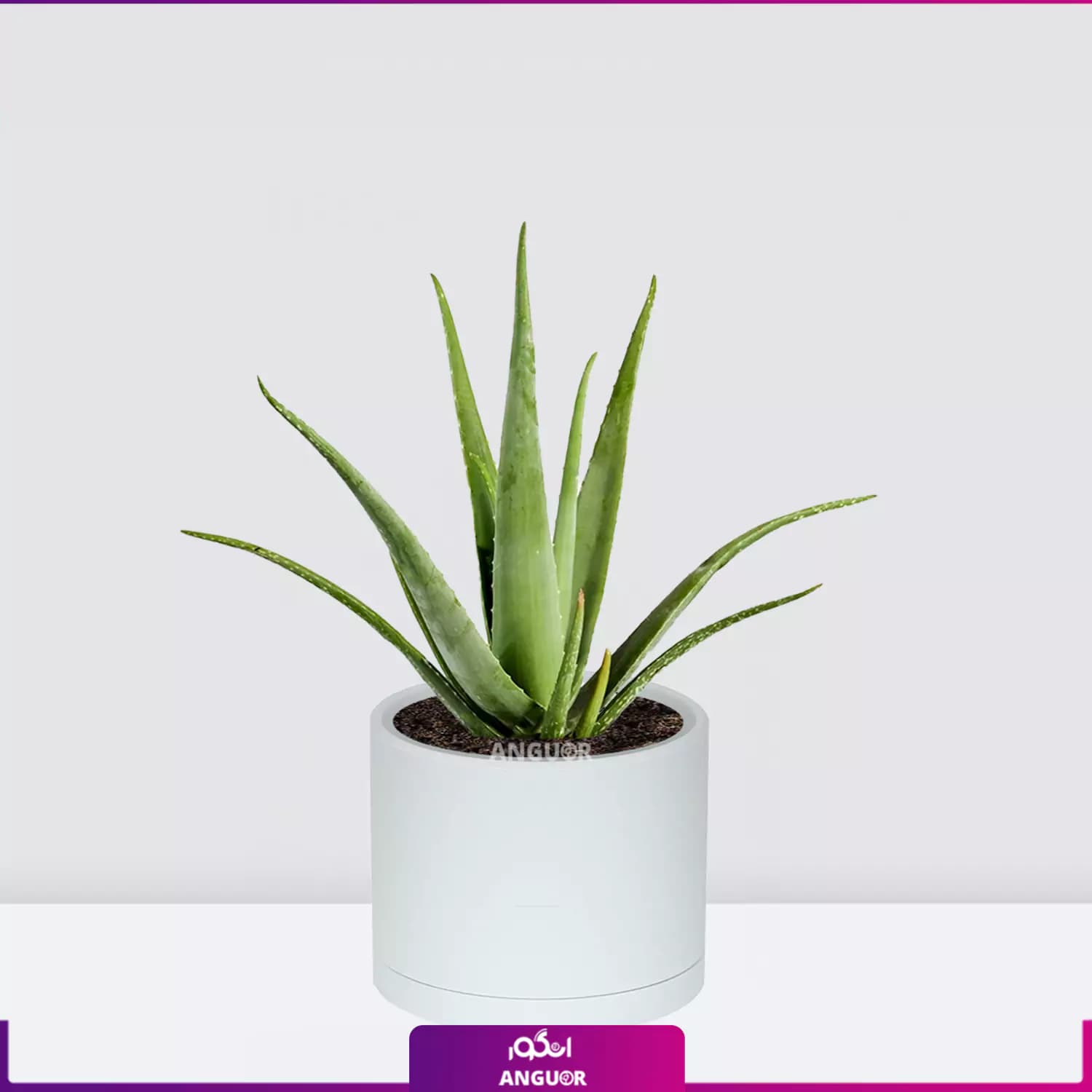 گیاه گلدانی آلوئه ورا Aloe vera — تصویر ۸