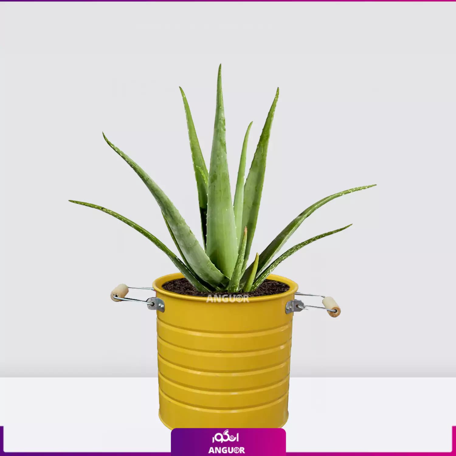 گیاه گلدانی آلوئه ورا Aloe vera — تصویر ۷