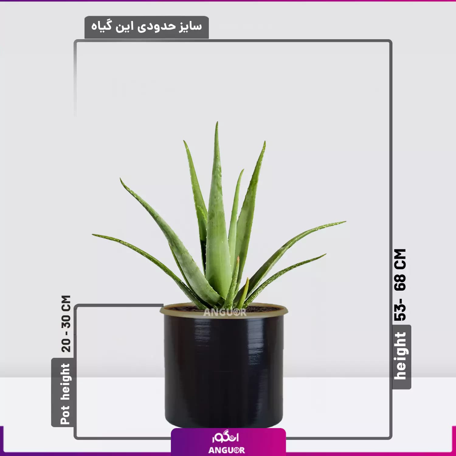 گیاه گلدانی آلوئه ورا Aloe vera — تصویر ۲