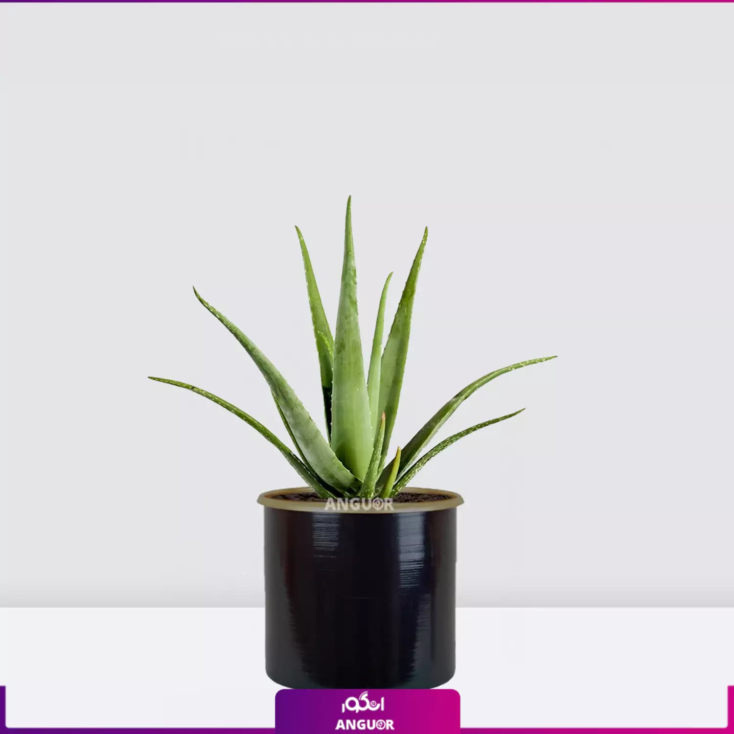 گیاه گلدانی آلوئه ورا Aloe vera