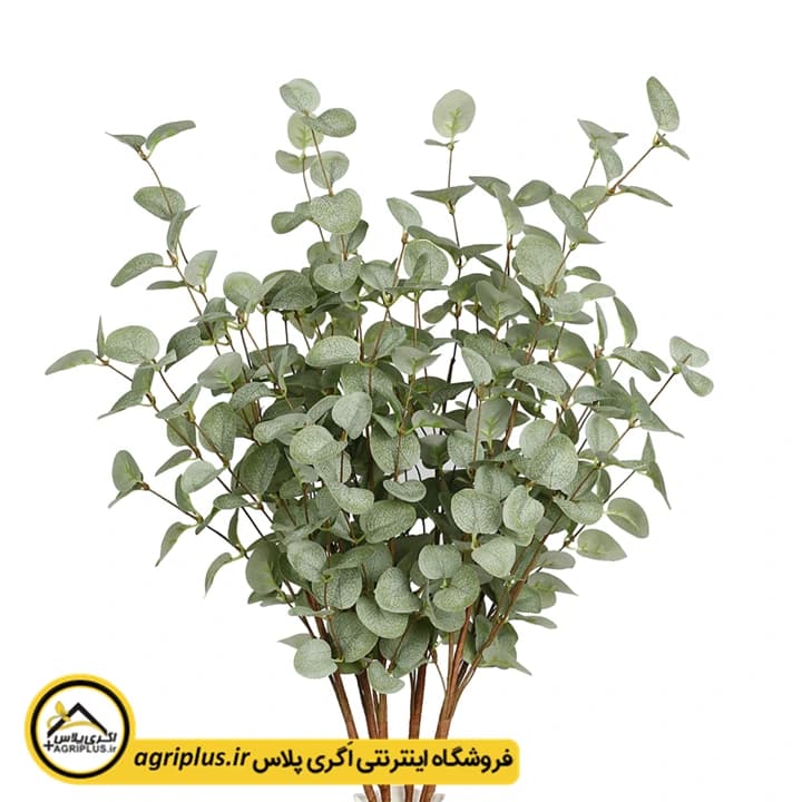 بذر اکالیپتوس دلار نقره‌ ای (Silver Dollar) ایونتیا