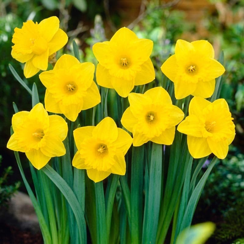 پیاز گل نرگس هلندی رقم narcissus yellow river — تصویر ۲