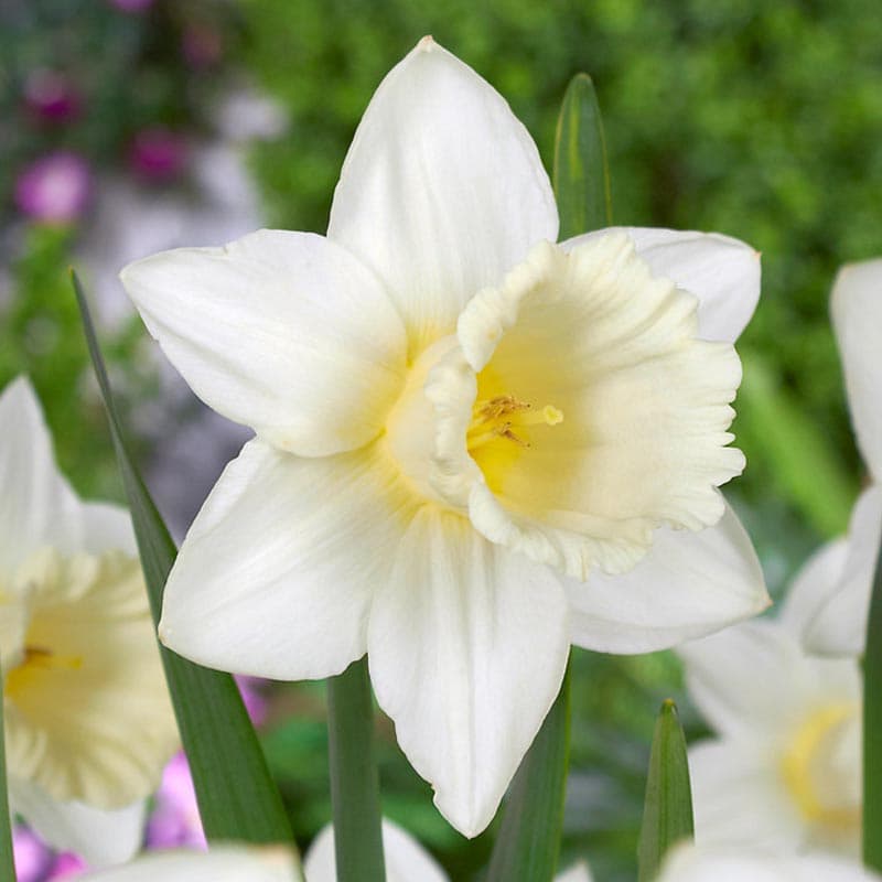 پیاز گل نرگس هلندی رقم narcissus Mount Hood — تصویر ۴