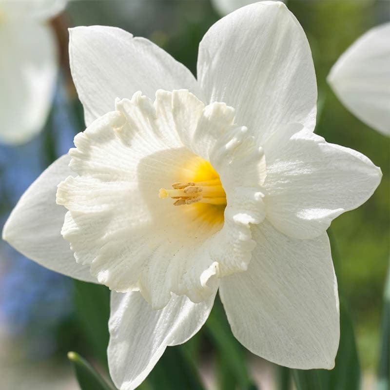 پیاز گل نرگس هلندی رقم narcissus Mount Hood — تصویر ۷