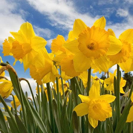 پیاز گل نرگس هلندی رقم daffodil Carlton — تصویر ۵