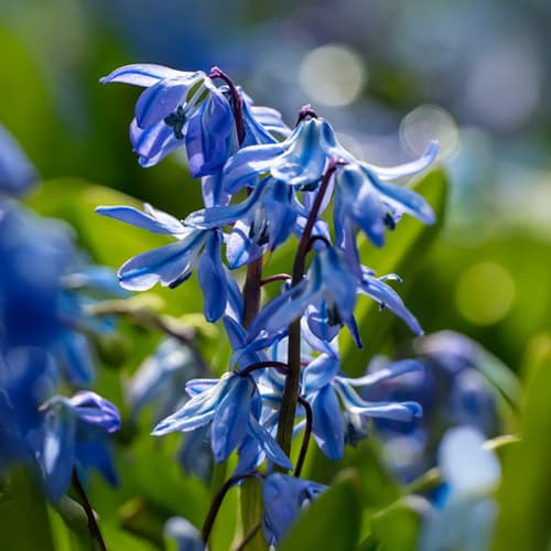 پیاز گل Scilla Siberica Blue — تصویر ۳