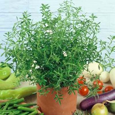 بذر مرزه اسپانیایی