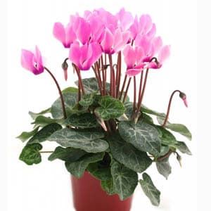 پیاز سیکلامن مینیاتوری رقم Hederifolium سایز ریز 10 عددی