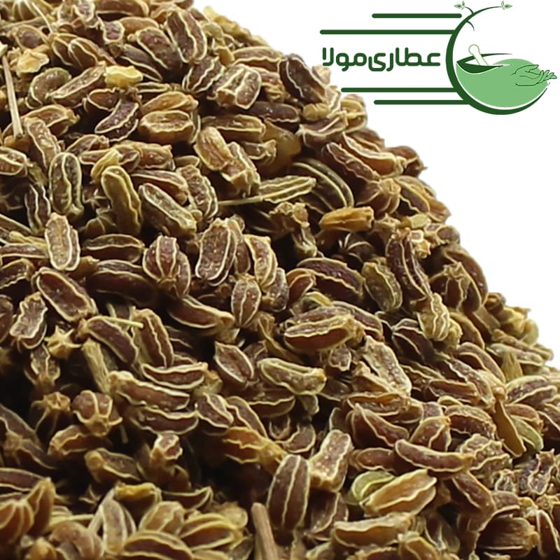 تخم غازیاغی