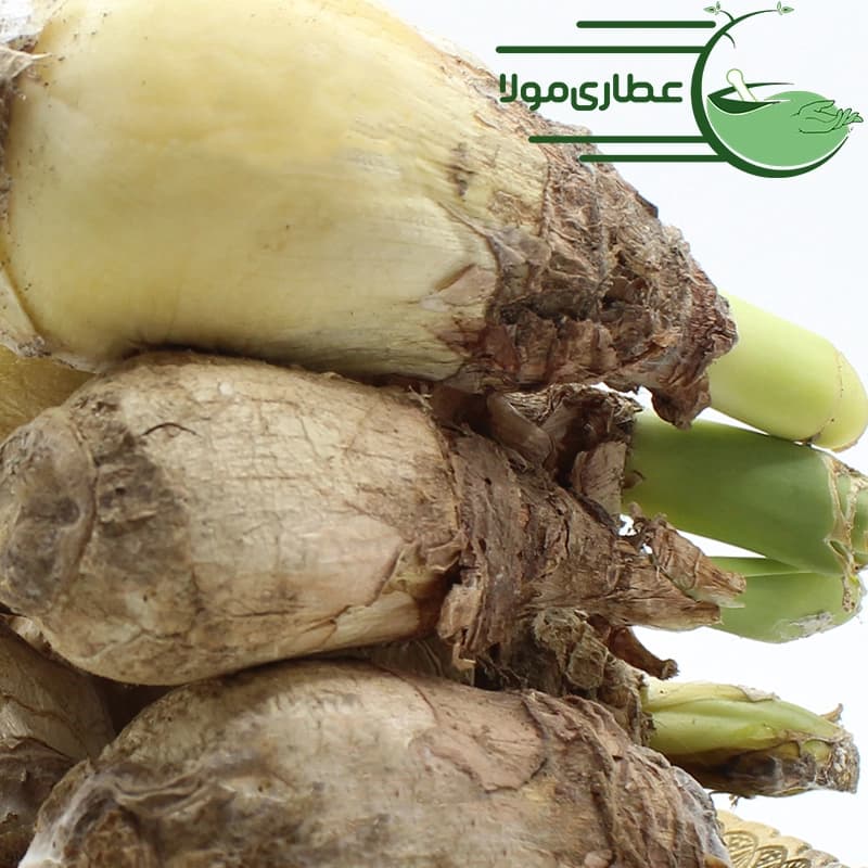 پیاز عنصل