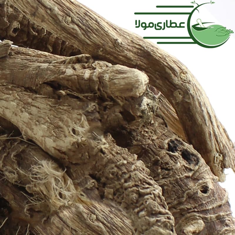 ریشه ختمی