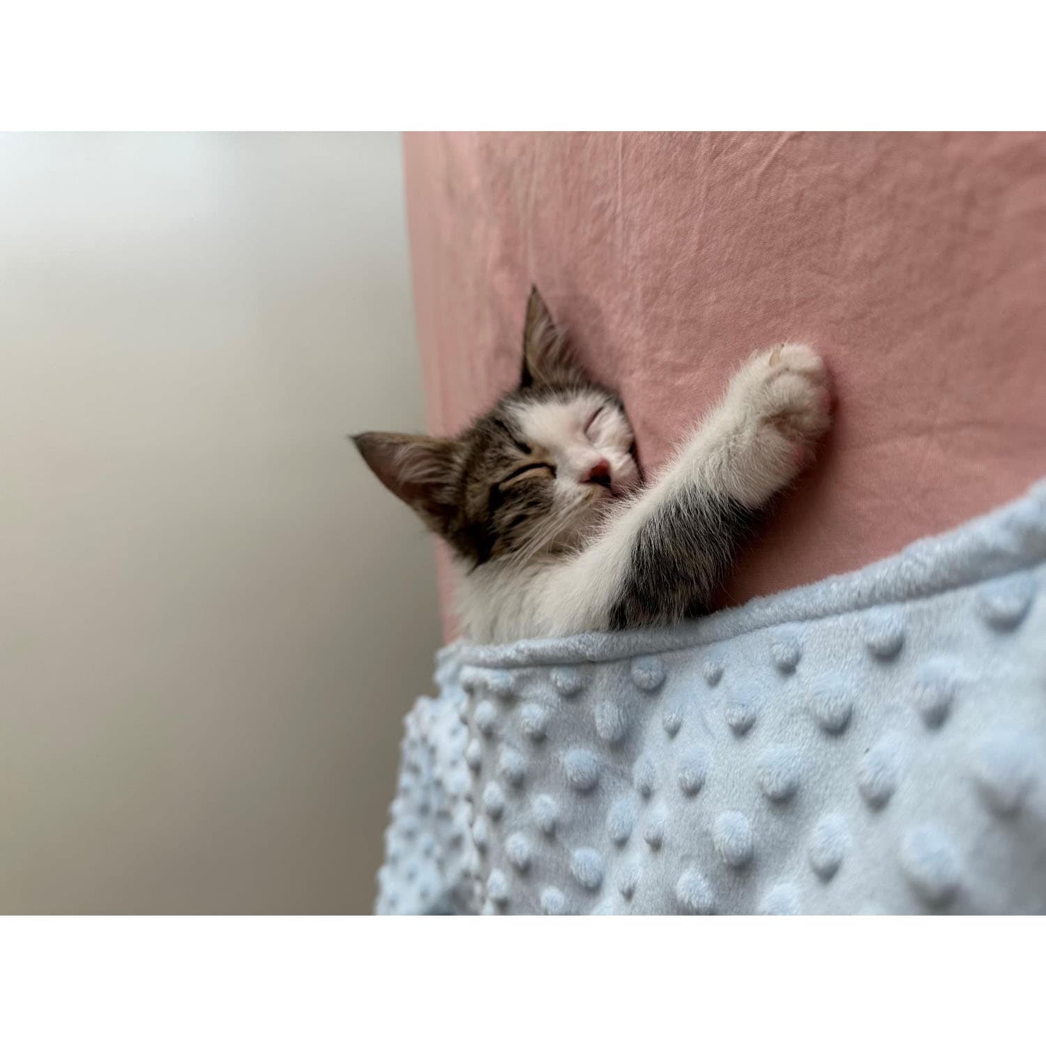 پتو سگ و گربه می پت مخمل سایز 90*80 مدل Ultra Soft — تصویر ۴