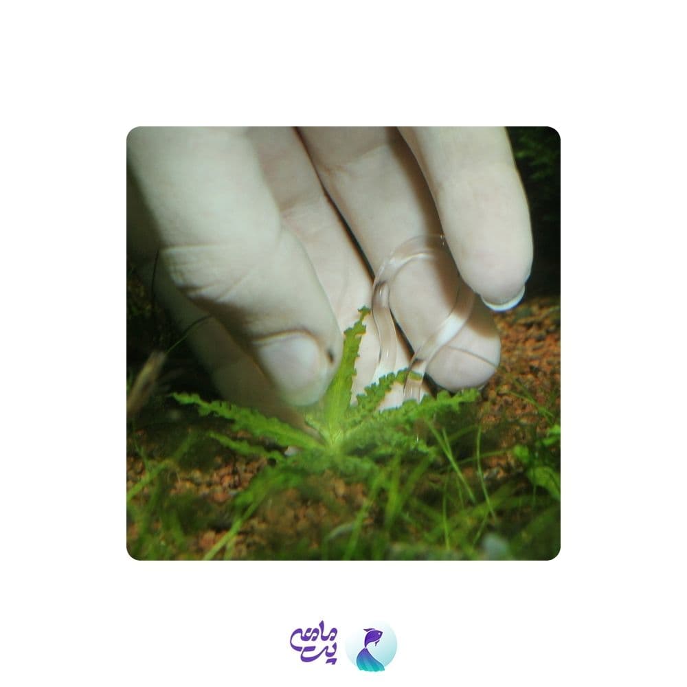 گیره نگهدارنده گیاه آکواریوم جی بی ال Plantis — تصویر ۲