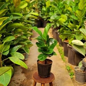 فیکوس لیراتا مینیاتوری — تصویر ۳