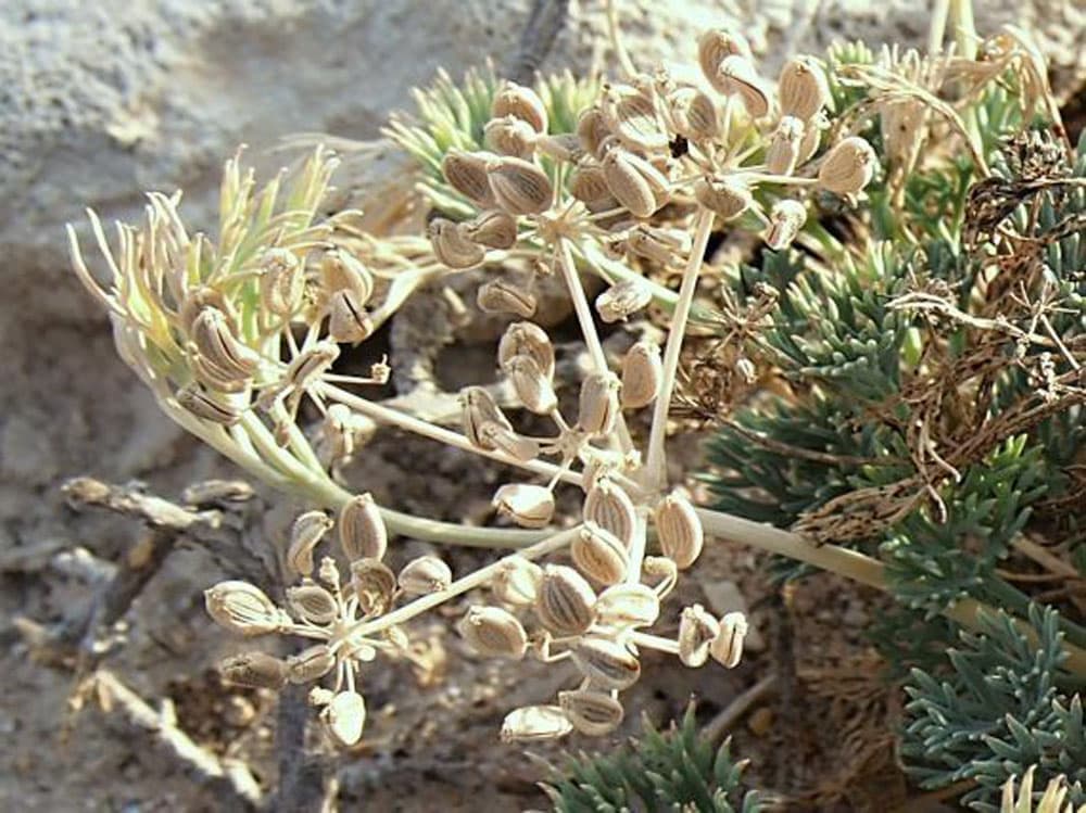 بذر مشکک
