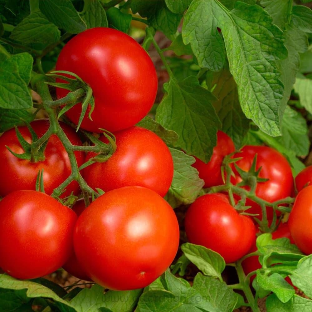 بذر گوجه فرنگی CH