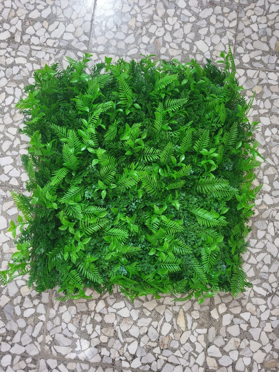 کاجی سرخس