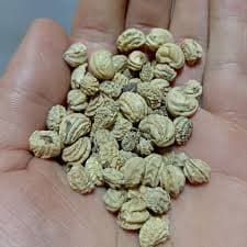 بخور لادن- تخم لادن (20گرمی )