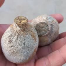 ناف آهو اصل