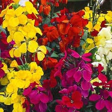بذر گل شب بوخیری پاکوتاه (نیم گرمی )