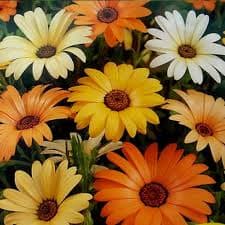 بذر گل اصف السطنه پامتوسط(1گرمی )