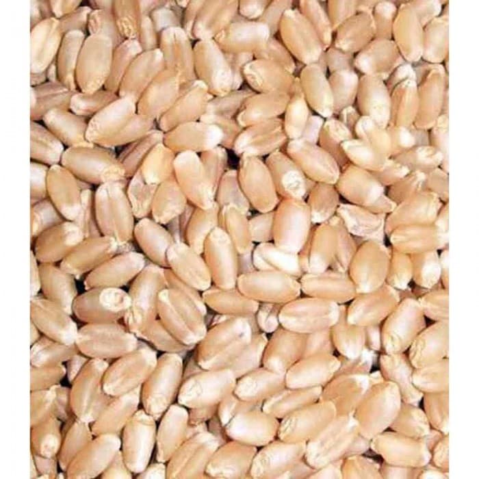 گندم بدون پوست — تصویر ۳